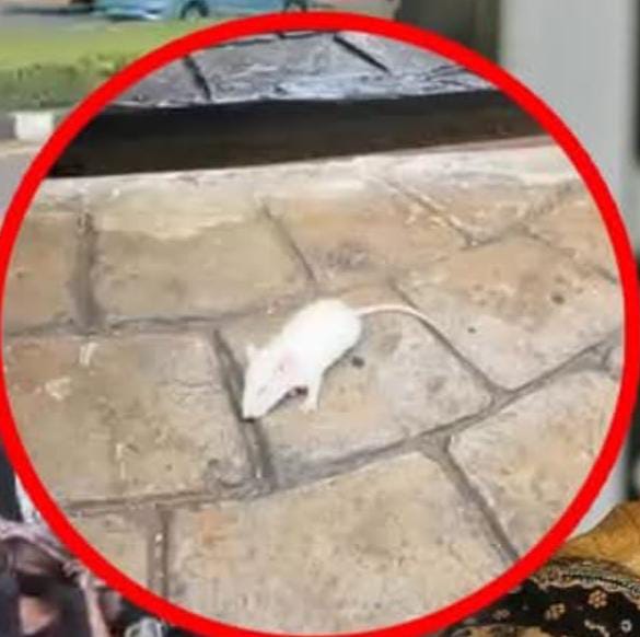 Demo Lempar Tikus di Kejagung Berbarengan dengan Penetapan Tersangka & Penahanan Febrie Adriansyah