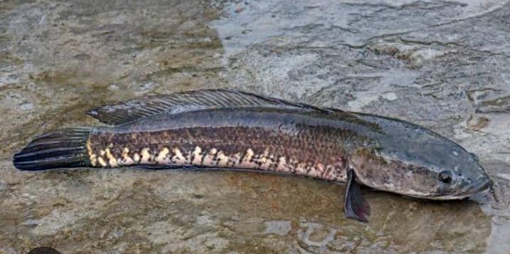 Manfaat dan khasiat ikan gabus untuk kesembuhan dan kesehatan