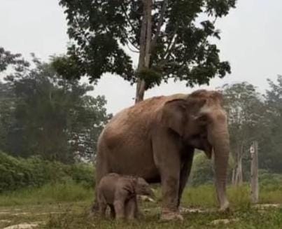 Melahirkan: seoker gajah jantan Sumatra di beri nama Ganesha