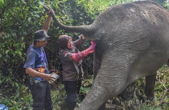 Berusia 60 Tahun, Gajah Betina Ini Pilih Jalani Hidup sebagai Petualang Rimba Mandiri